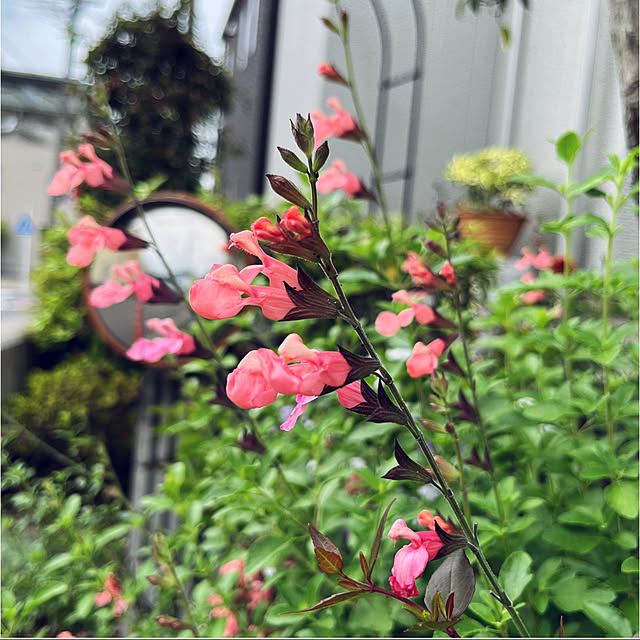 yukarin-gardenさんの部屋