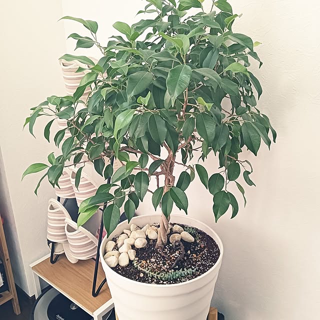玄関/入り口/観葉植物/片付け中 & 改良中/すっきり暮らしたい/シンプルに暮らしたい...などのインテリア実例 - 2024-08-24 15:51:27