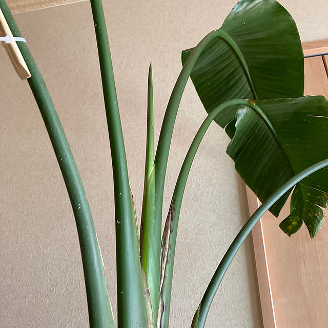 新芽オンパレード/成長に喜ぶ/成長が嬉しい♡/葉水頑張ってます/観葉植物...などのインテリア実例 - 2023-04-23 12:52:05