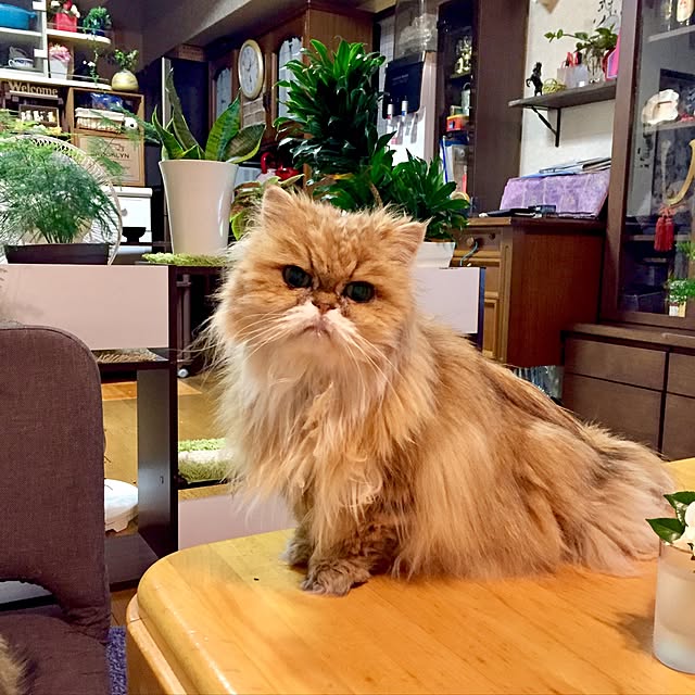 miyapp.hiroppさんの実例写真