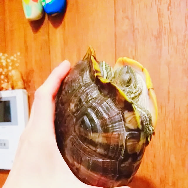 mikoさんの実例写真