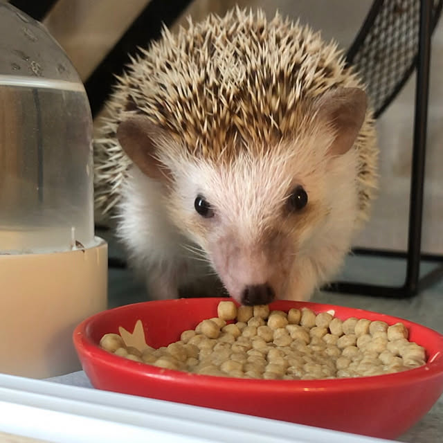 Chikakoさんの部屋