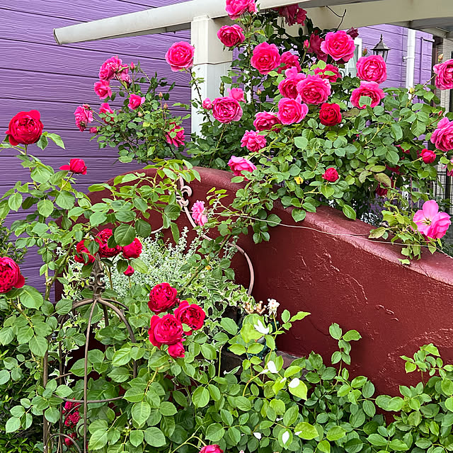 AYUKOさんの実例写真