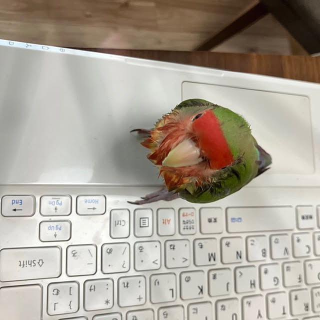 t.and.sakuraさんの実例写真