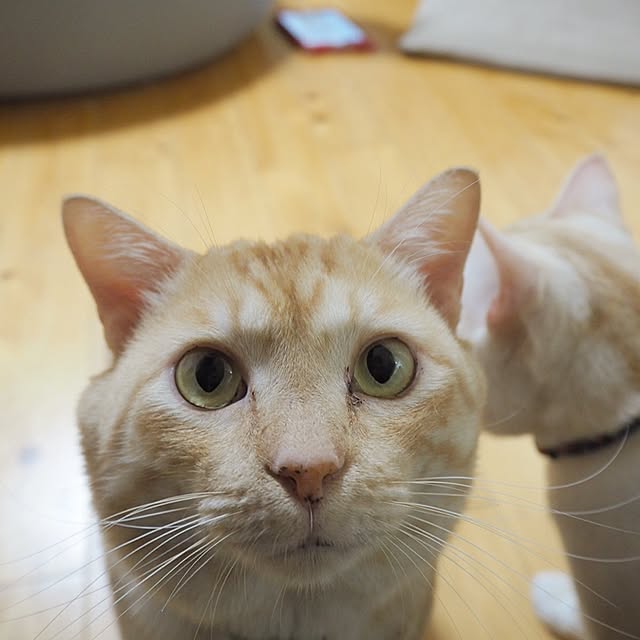 chiimalさんの実例写真
