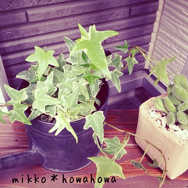 Mikkoさんの実例写真