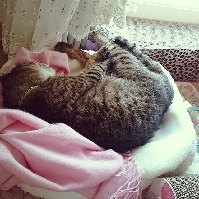 lilyさんの実例写真