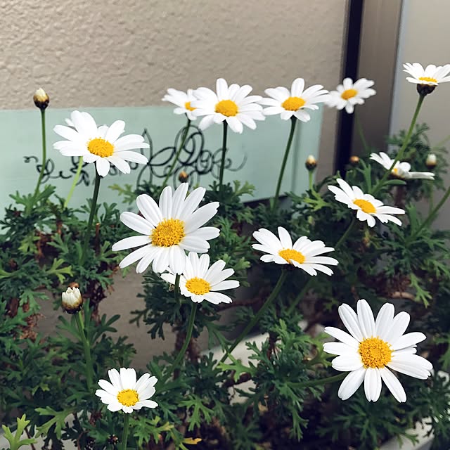 rurirurirubyさんの実例写真