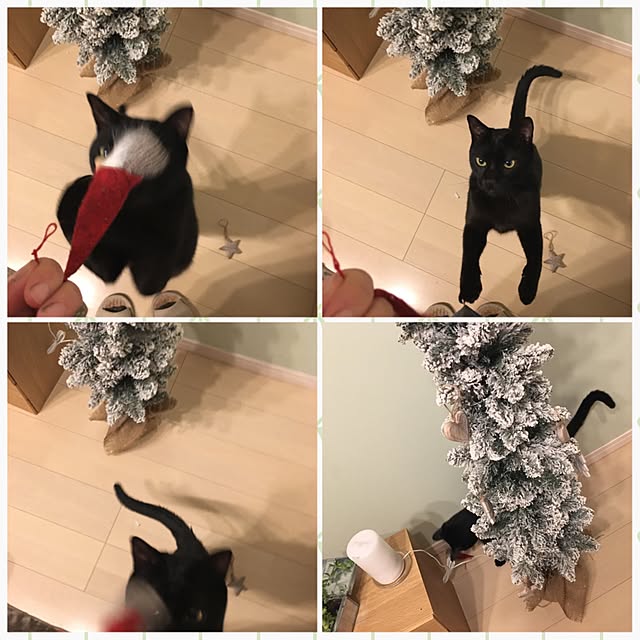 Kaoさんの実例写真