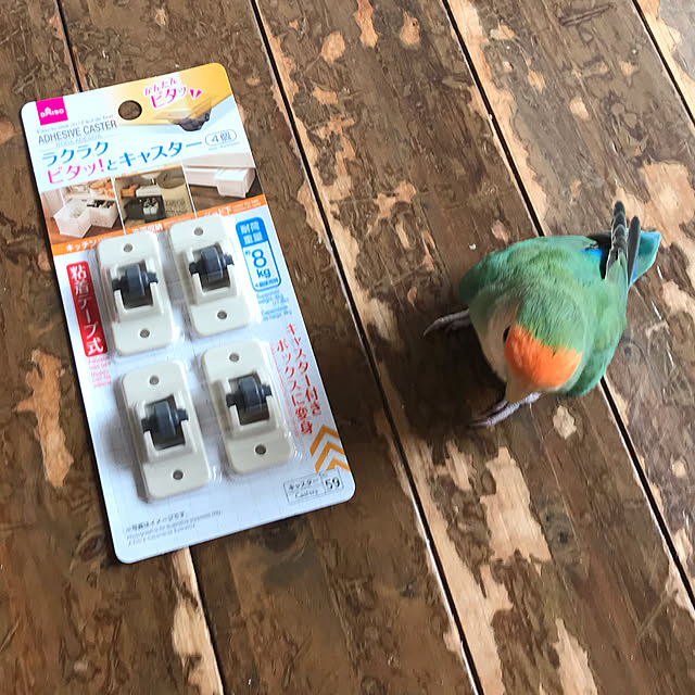 aoinokimiさんの実例写真