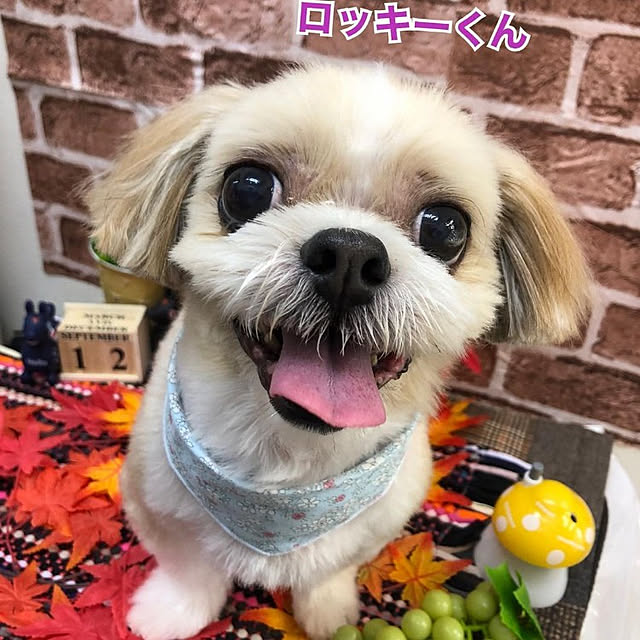 ronさんの実例写真