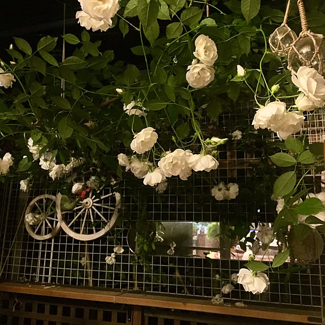 butachanさんの実例写真