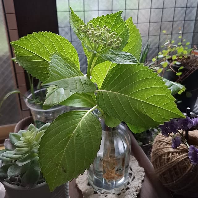 noaさんの部屋