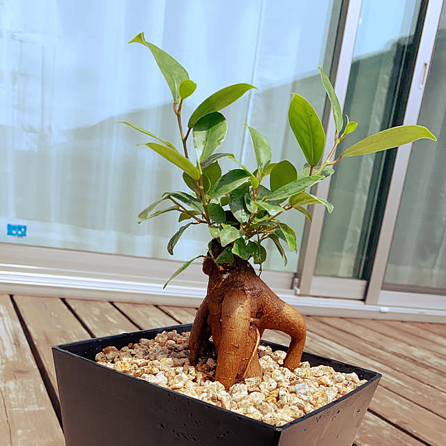 shokuchudokuさんの実例写真