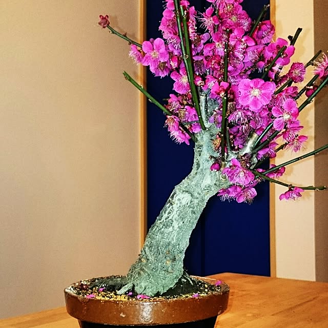 リビング/植物のインテリア実例 - 2015-03-09 18:40:19