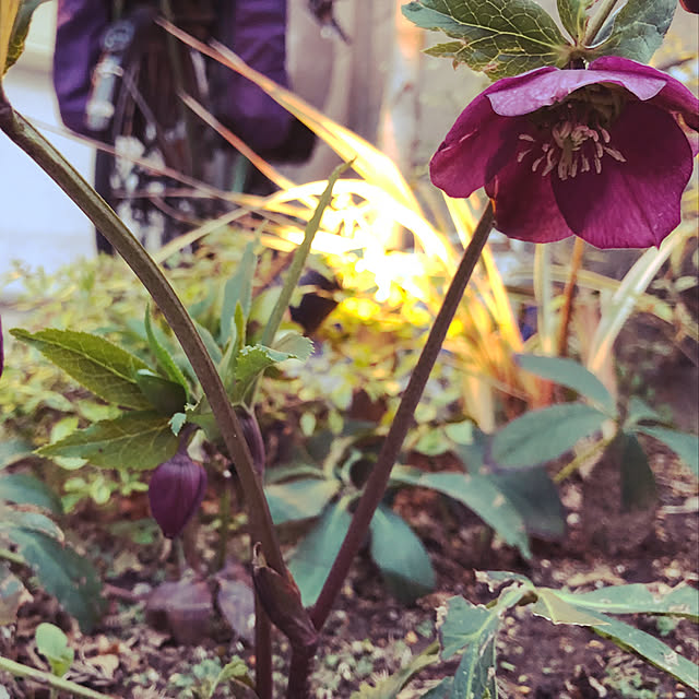 Marikoさんの実例写真