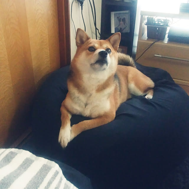 mameさんの実例写真