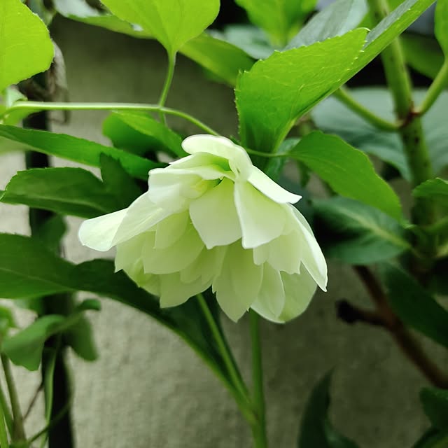 紫陽花 クリスマスローズのおしゃれなアレンジ・飾り方の 紫陽花 クリスマスローズのおしゃれなアレンジ・飾り方の