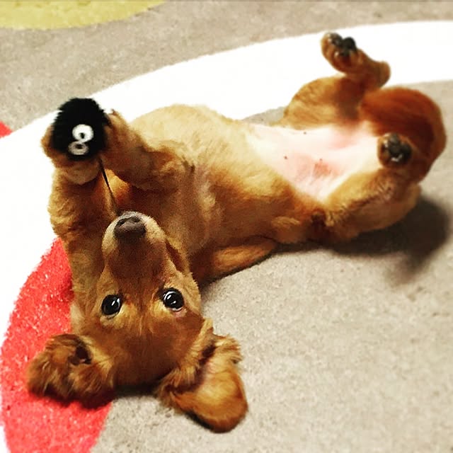sakuさんの実例写真