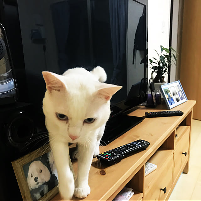 リビング/テレビ台/オシャなおうちにしたいけど/猫のいる日常/観葉植物のインテリア実例 - 2018-10-15 10:24:31
