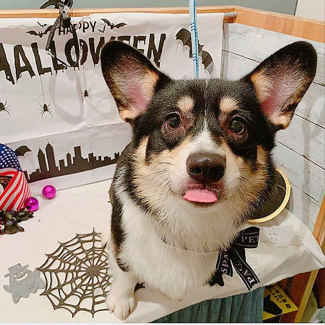 Ruiさんの実例写真
