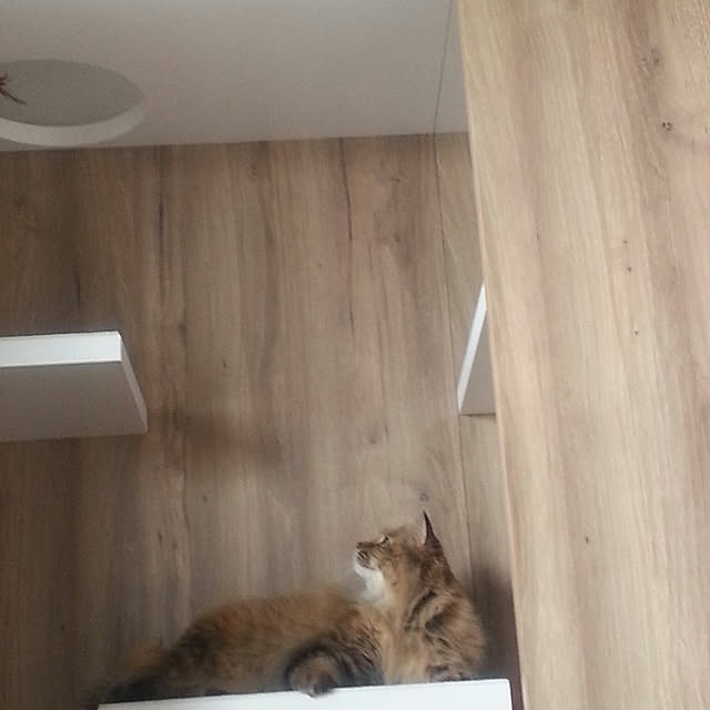 noriさんの実例写真