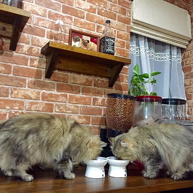 butachanさんの実例写真