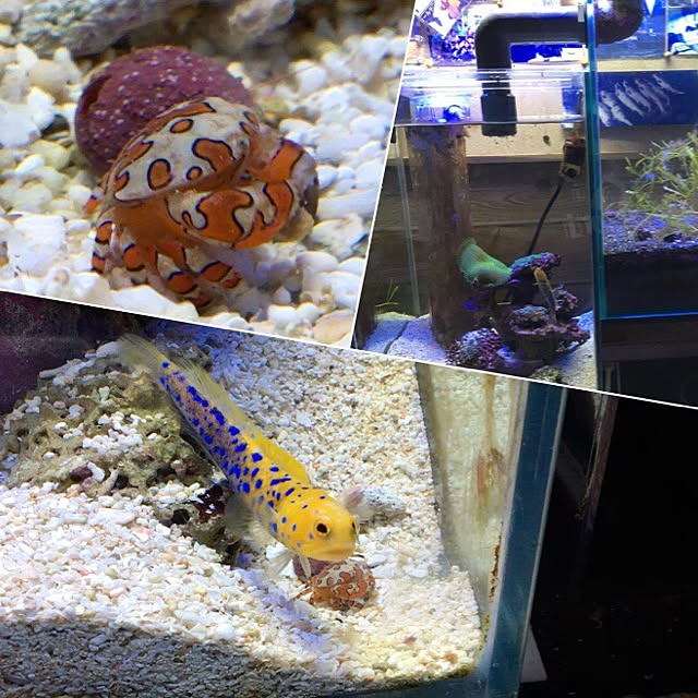 aquarium_seaさんの実例写真