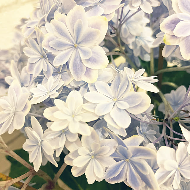 hirariさんの部屋