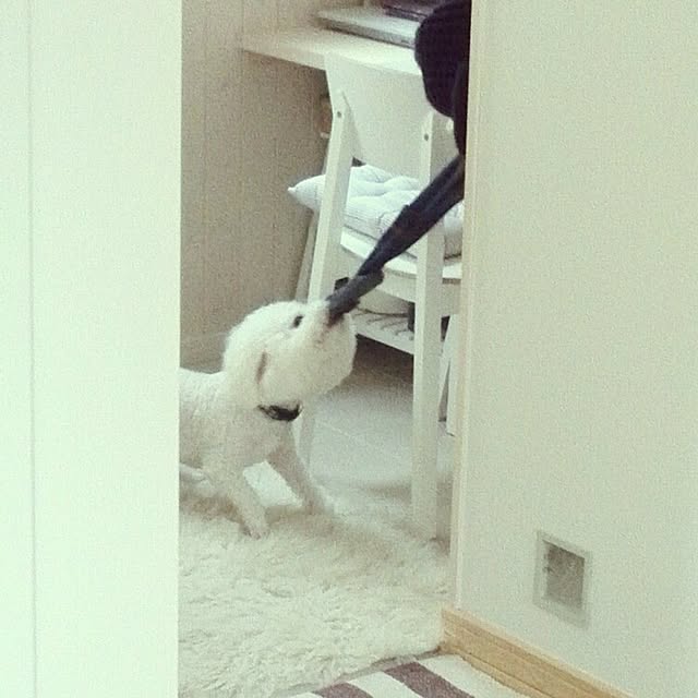 musaさんの実例写真