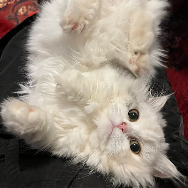AYUKOさんの実例写真