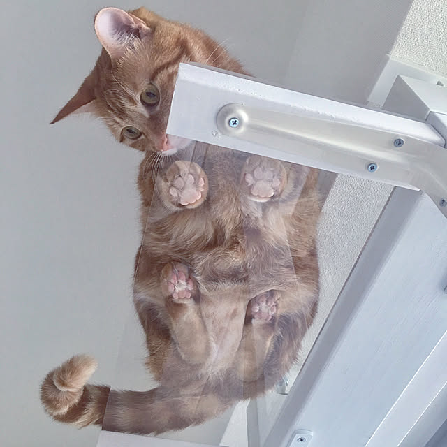 mugisobaさんの実例写真