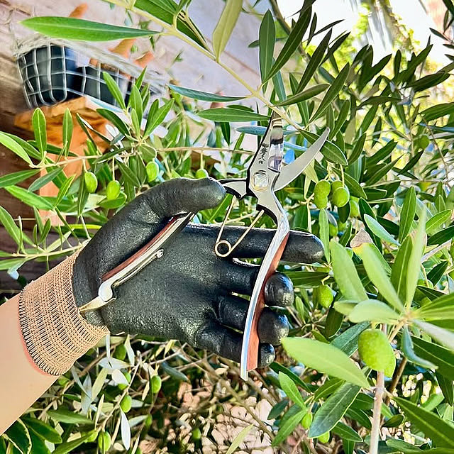 Royal_Gardeners_Clubさんの実例写真