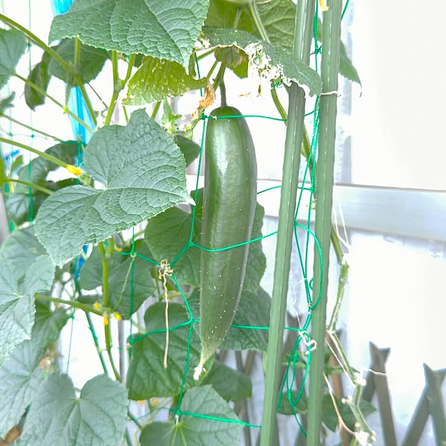 mariaさんの部屋