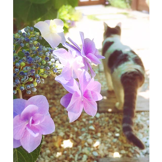 mintcatさんの実例写真