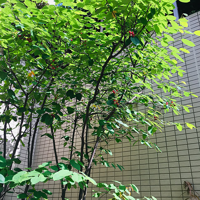 happy-sachiさんの実例写真