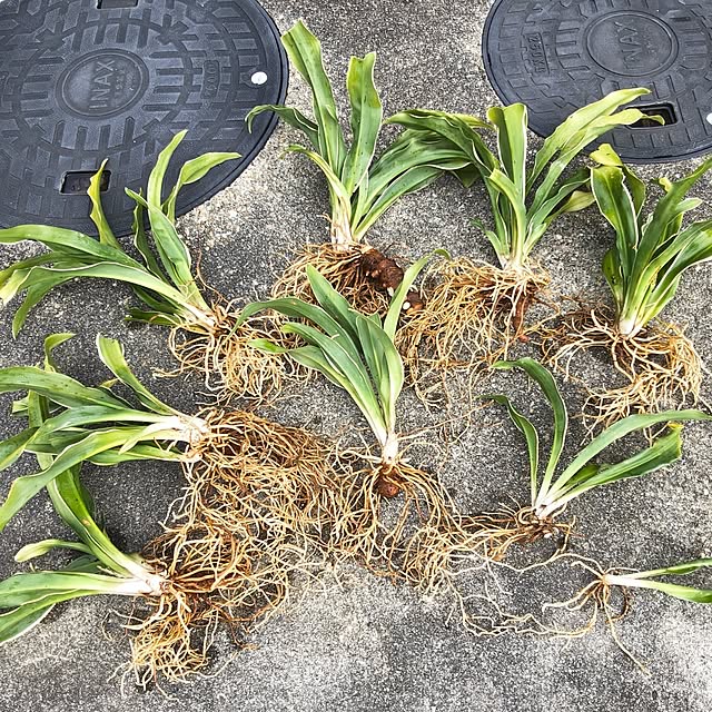 Rubiconさんの部屋