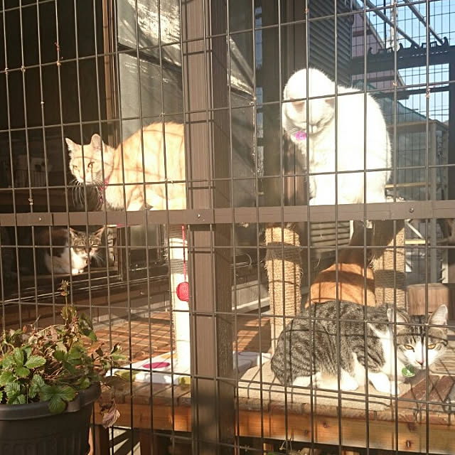 実例写真