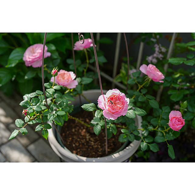 haruisabelさんの部屋