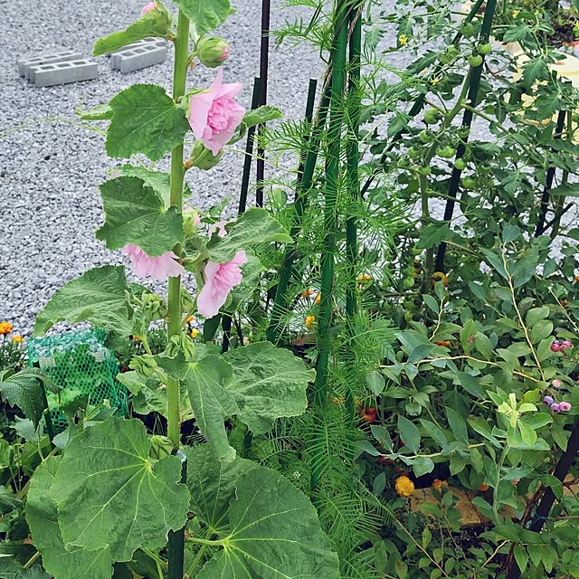 mutsuさんの部屋