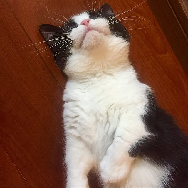 butachanさんの実例写真