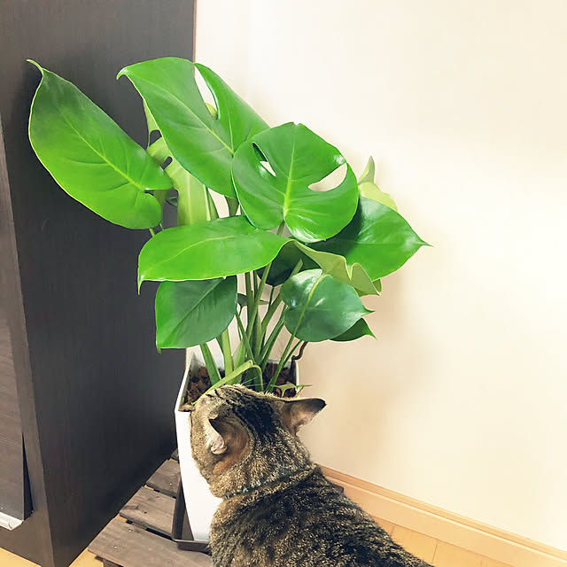 cha-ruさんの実例写真
