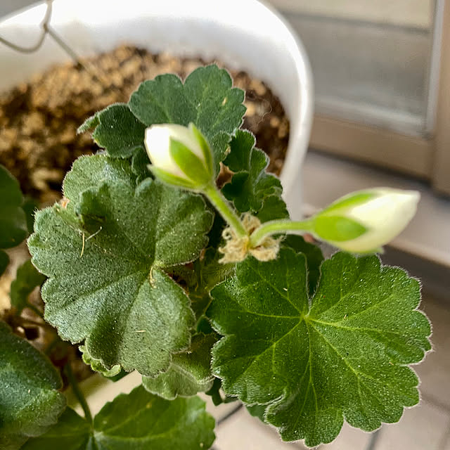 YuuKoさんの実例写真