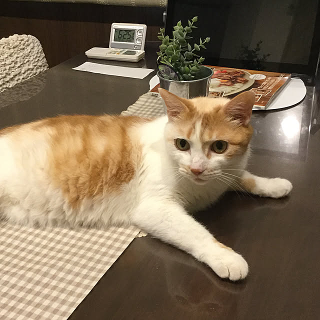 chikaさんの実例写真