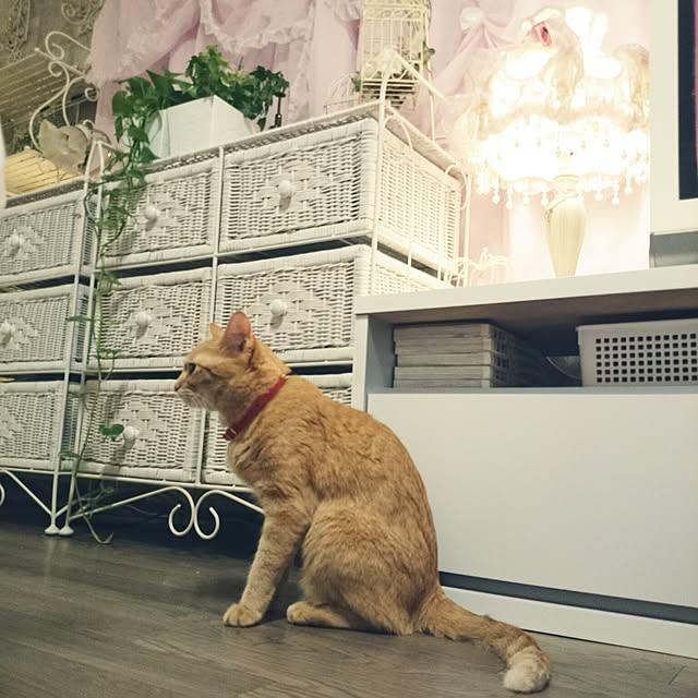 fu-ka24さんの実例写真