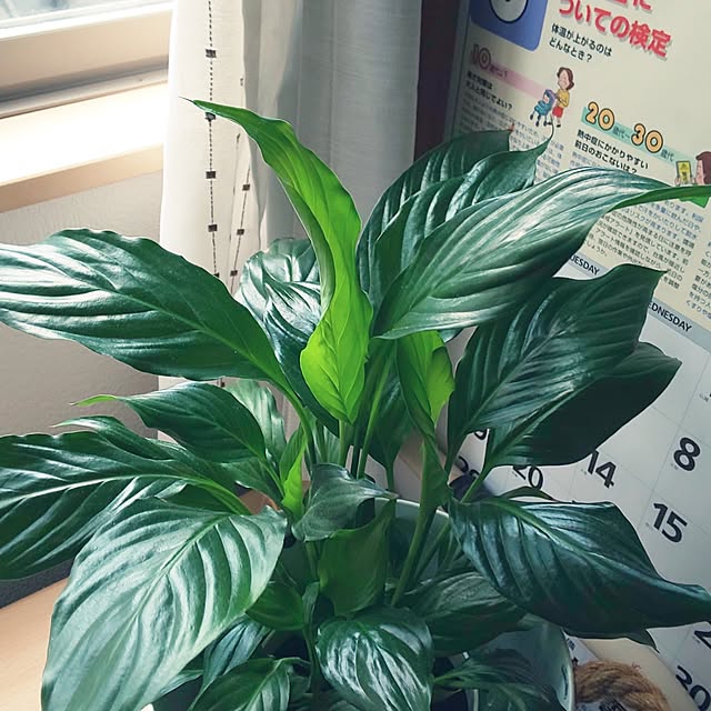 KOHAKUさんの実例写真
