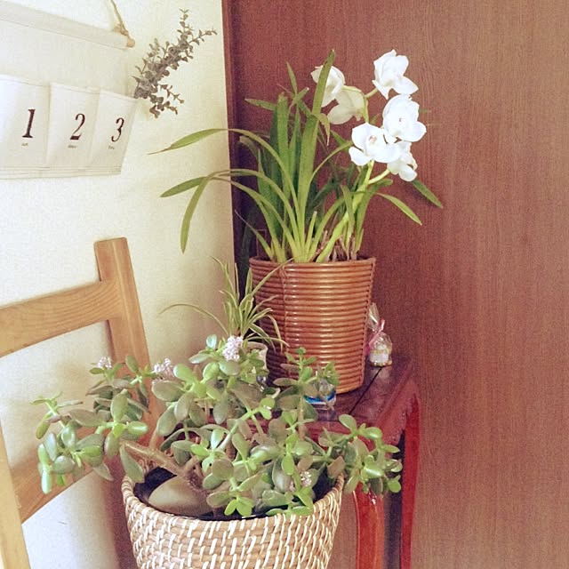 部屋全体/観葉植物/多肉植物のインテリア実例 - 2016-04-09 16:19:25