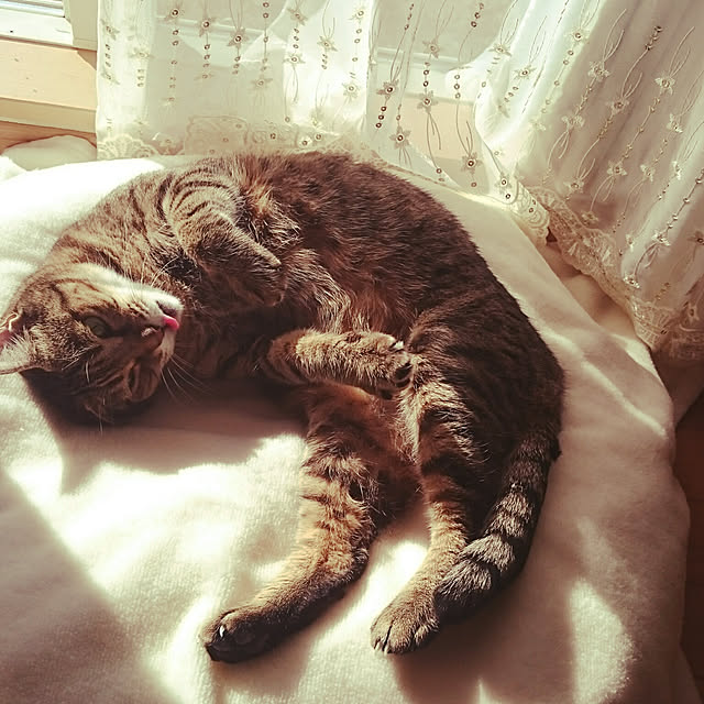 lilyさんの実例写真