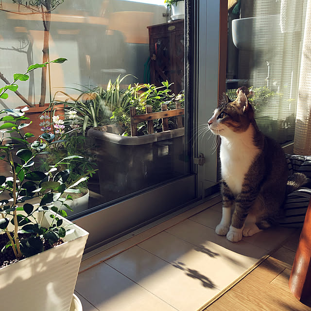 nekomiさんの実例写真