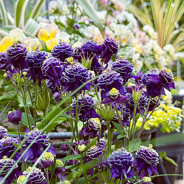 DAYONEさんの実例写真